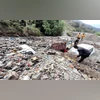 Landslides disrupt surface communication to several Arunachal districts Landslide, Shimla Landslide