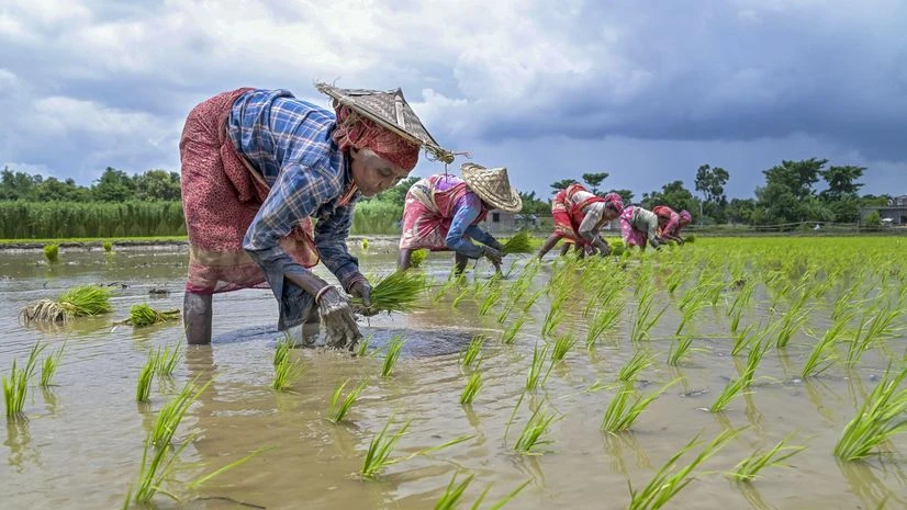 Farmers, Farmer, agriculture Farmers, Farmer, agriculture