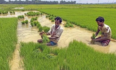 Farmers, Farmer, agriculture Farmers, Farmer, agriculture