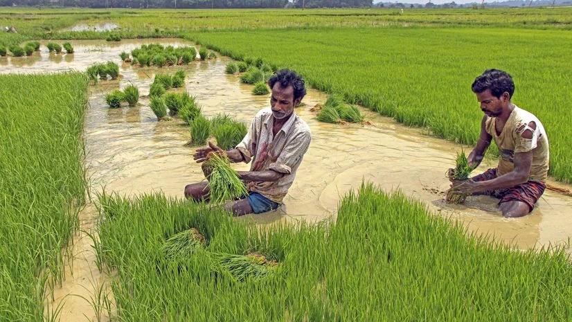 Farmers, Farmer, agriculture Farmers, Farmer, agriculture