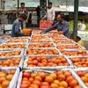 Tomato