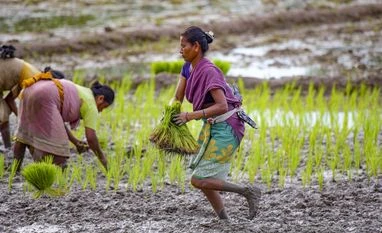 Farmers, Farmer, agriculture Farmers, Farmer, agriculture