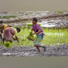 Multiple policies at various levels hurting farmers' income: Eco Survey Farmers, Farmer, agriculture