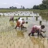 Timely onset of monsoon leads to speedy kharif crop sowing in Rajasthan