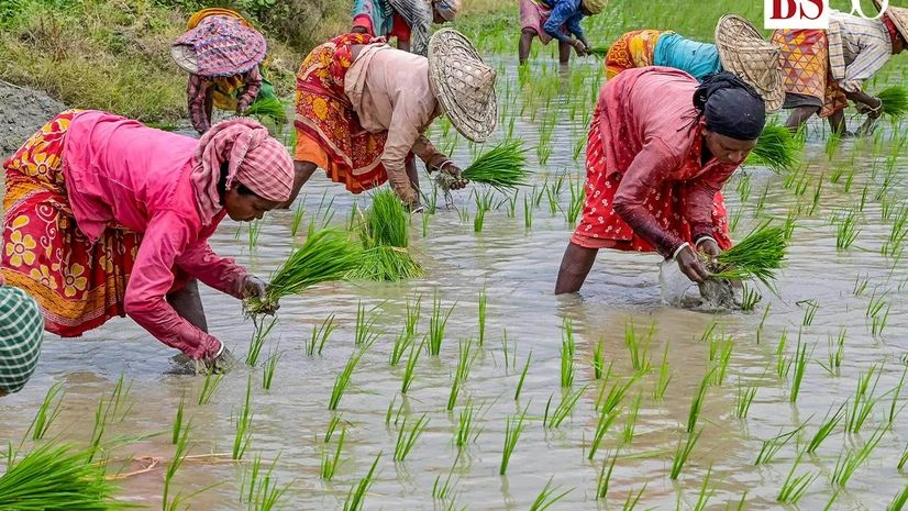 Punjab sees 12.58% growth in basmati cultivation area during kharif season | Agriculture Union Budget, Budget 2024, agriculture, farming, farmers