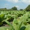 Tobacco farms, tobacco cultivation, Andhra tobacco