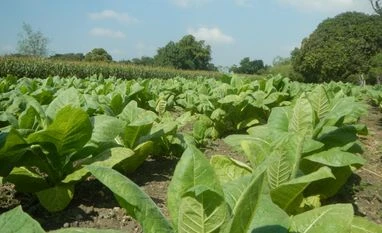 Tobacco farms, tobacco cultivation, Andhra tobacco Tobacco farms, tobacco cultivation, Andhra tobacco