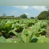 Indian envoy, Sri Lankan minister discuss boosting farm productivity Tobacco farms, tobacco cultivation, Andhra tobacco