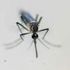 Dengue, Mosquito