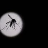 Dengue, Mosquito