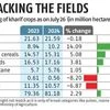 Kharif sowing up 2.3% at 81.18 million hectares from last year, shows data