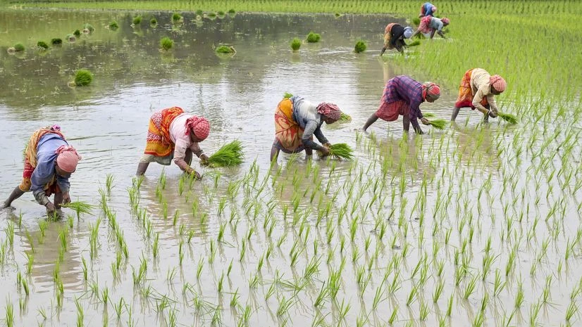 Kharif sowing beats last year's tally, boosting inflation control efforts | Agriculture Farmers, Farmer, agriculture