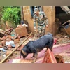 Army's Jaki, Dixie, Sara search life under ruins in landslides-hit Wayanad  | External Affairs Defence Security News - Business Standard