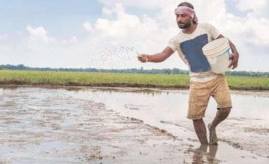 DSR method of paddy growing: Benefits and controversies surrounding it seed paddy