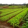 China farm, farmland, produce, crop, vegetable