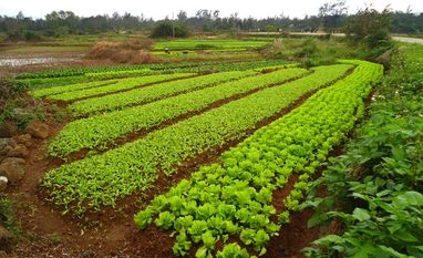 China farm, farmland, produce, crop, vegetable China farm, farmland, produce, crop, vegetable