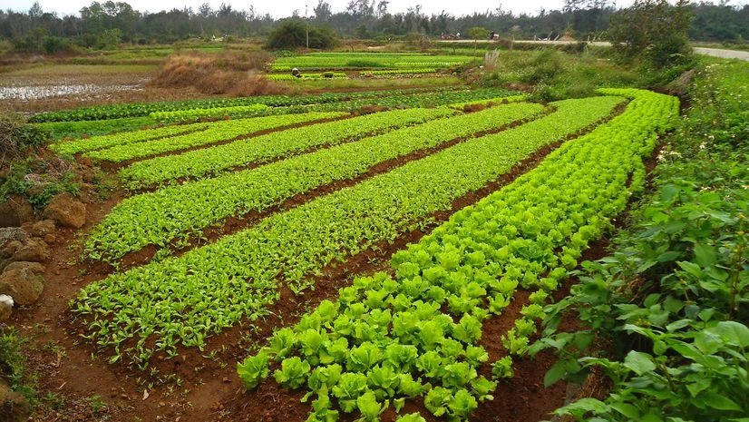China's extreme weather takes bite out of produce as prices rise sharply | World News China farm, farmland, produce, crop, vegetable