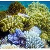 Great Barrier Reef