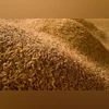 Govt lifts export ban on de-oiled rice bran to support cattle feed industry Rice husk, Rice bran