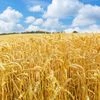 Farm, Agriculture, Farmland, Crop, crops