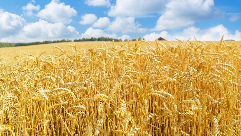 Farm, Agriculture, Farmland, Crop, crops Farm, Agriculture, Farmland, Crop, crops