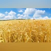 Farm, Agriculture, Farmland, Crop, crops Farm, Agriculture, Farmland, Crop, crops