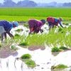 Farmers, Farmer, agriculture
