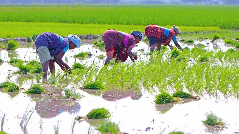 Farmers, Farmer, agriculture Farmers, Farmer, agriculture