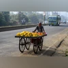 Fruit, Fruits, vendors, vendor Fruit, Fruits, vendors, vendor