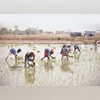 Kharif crops, agriculture, farming, farmers, soyabean, sowing Kharif crops, agriculture, farming, farmers, soyabean, sowing