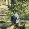 wolf attack