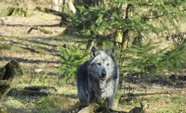 wolf attack wolf attack