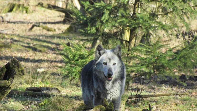 wolf attack wolf attack