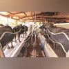 Research for climate-resilient milch cattle takes a vast step forward Research for climate-resilient milch cattle takes a step forward, buffalo