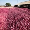 onion, onions