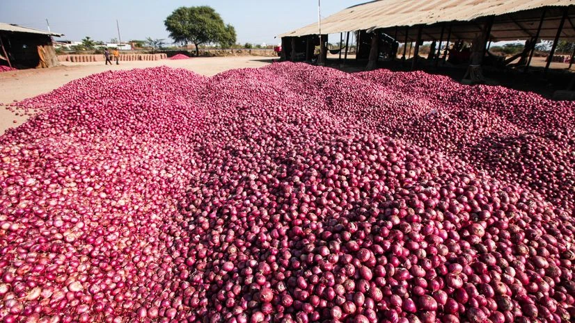 Govt's subsidised onion sale brings relief, prices drop in major cities | Economy & Policy News onion, onions