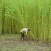 Farmers, Farmer, agriculture, Jute Plants