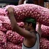 Labourers,Labourer, onion, onions