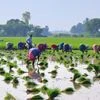Farmers, Farmer, agriculture