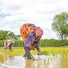 The area under all kharif crops surpassed its  five-year average  for the week ended September 13, according to the latest data. Sowing for most crops is complete, and the final harvest of some is either entering or about to enter the markets in the