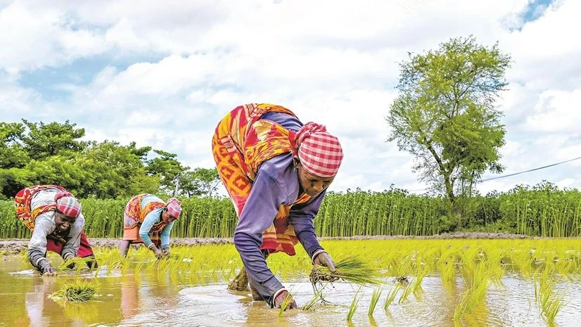 Kharif sowing surges to 109.7 mn hectares with in 'above normal' monsoon | India News The area under all kharif crops surpassed its five-year average for the week ended September 13, according to the latest data. Sowing for most crops is complete, and the final harvest of some is either entering or about to enter the markets in the