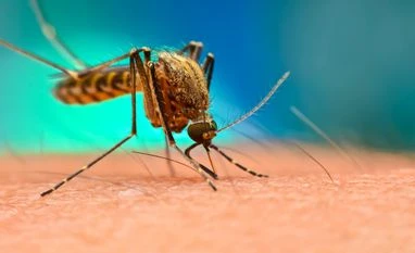 Delhi-NCR sees spike in dengue, other infectious diseases post-monsoon Mosquito, Dengue