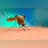 Mosquito, Dengue