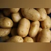 BJD, Cong MLAs express concern over potato scarcity in Odisha Assembly Potato