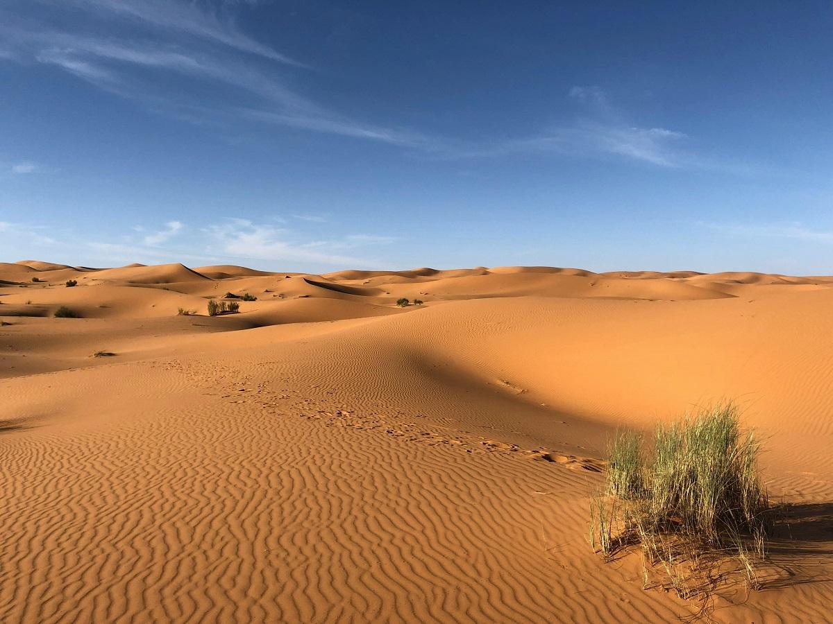 Sahara's green miracle: Desert blossoms after unprecedented heavy