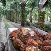 Palm oil