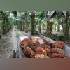 Palm oil Palm oil