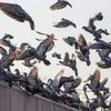 Maharashtra govt forms committee to study impact of pigeons on human health