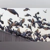 Pigeons