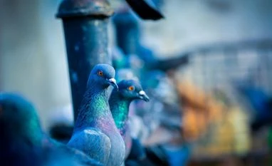 Pigeons Pigeons | Photo by Vicky Deshmukh on Pexels
